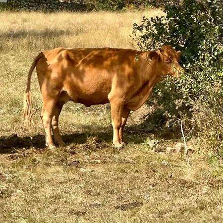 Casa Rural Ucedo Уседо